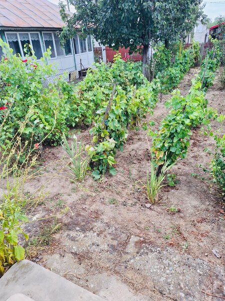 Verguleasa, sat Verguleasa, Str. Verguleasa Mare, nr. 79, jud Olt